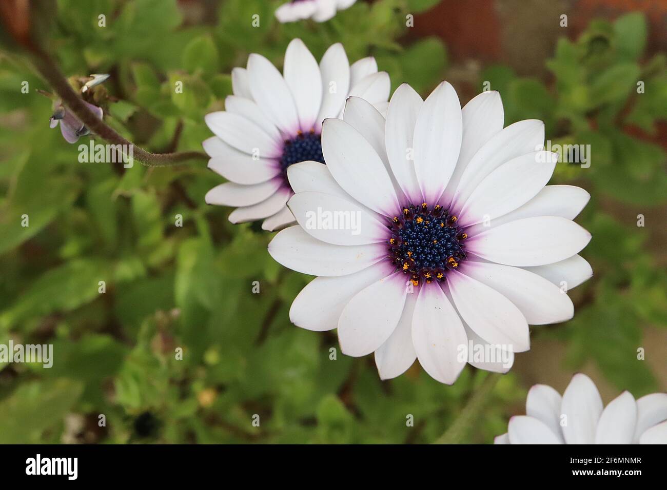 Osteospermum ecklonis ‘blanc’ Dimorphotheca ecklonis blanc – fleurs blanches de type Marguerite avec centre noir, avril, Angleterre, Royaume-Uni Banque D'Images Osteospermum ecklonis ‘blanc’ Dimorphotheca ecklonis blanc – fleurs blanches de type Marguerite avec centre noir, avril, Angleterre, Royaume-Uni Banque D'Images