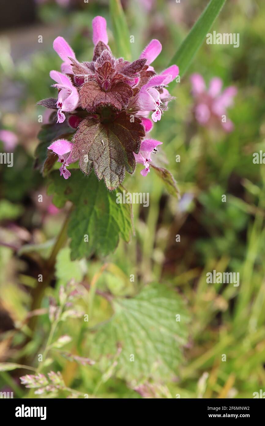 Lamium purpueum Red deadnettle – grappe de fleurs à deux lèvres rose foncé entre les feuilles supérieures, avril, Angleterre, Royaume-Uni Banque D'Images