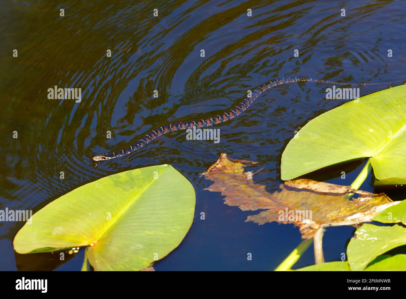 Un serpent d'eau à bandes de Floride, Nerodia fasciata pictiventris, se fourchant dans un marais. Banque D'Images