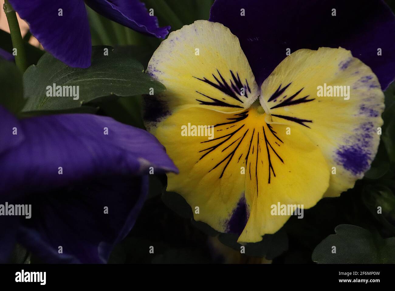 Violette cornuta ‘lumière nocturne’ Pansy Midnight Glow – Pansy tricolore avec pétales avant jaunes et bords marbrurés violets et pétales postérieurs noirs, Banque D'Images