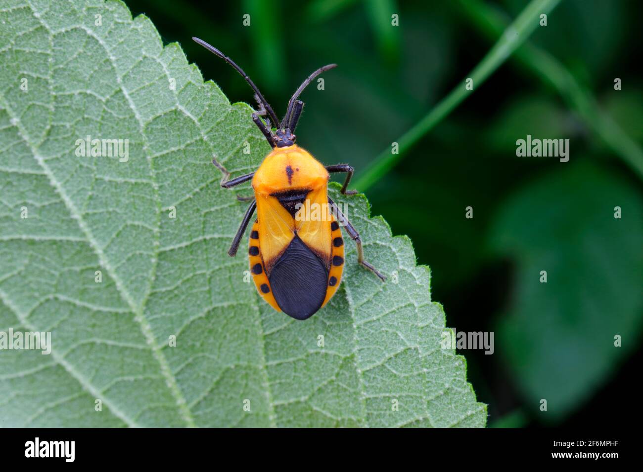 Mugs géants de l'herbe à poux, Sephina gundlachii, qui s'accouple sur une vigne. Banque D'Images