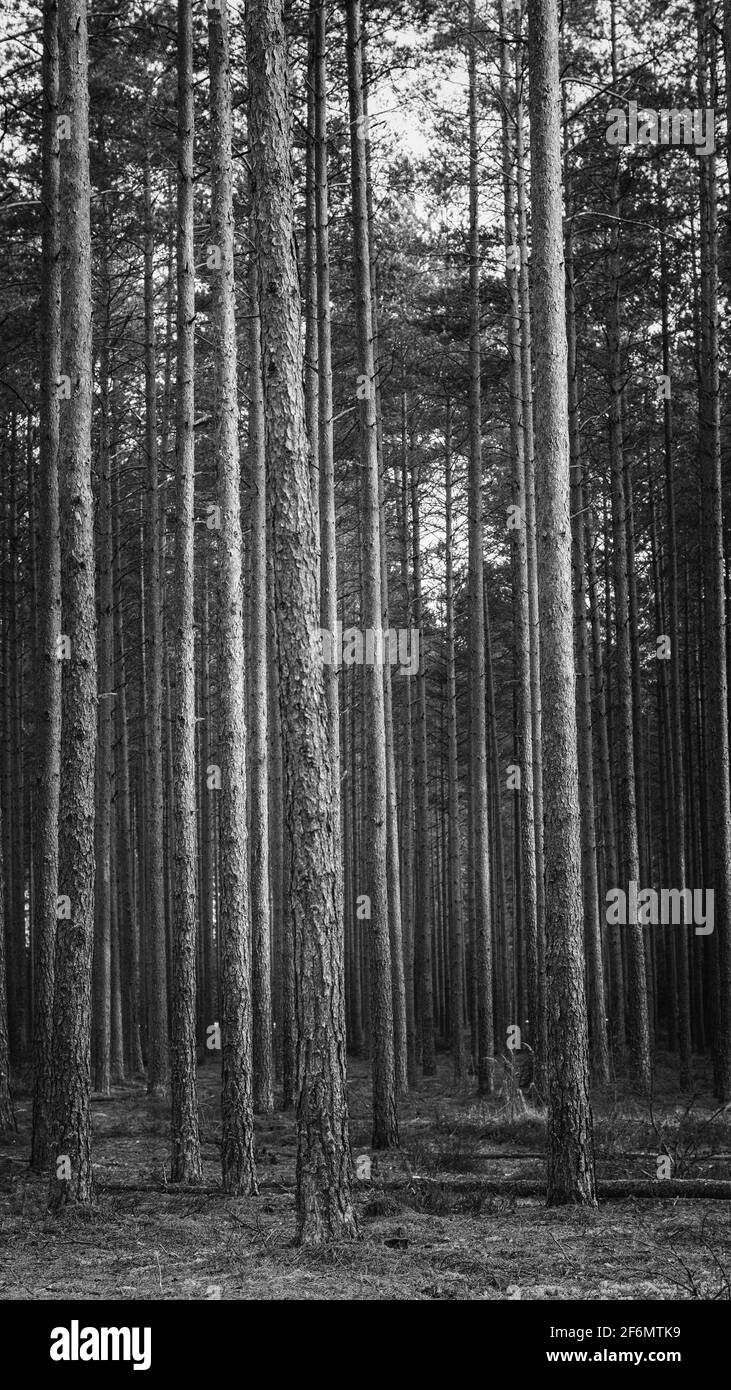 forêt de pins gros plan, mise au point sélective, photographie en noir et blanc Banque D'Images