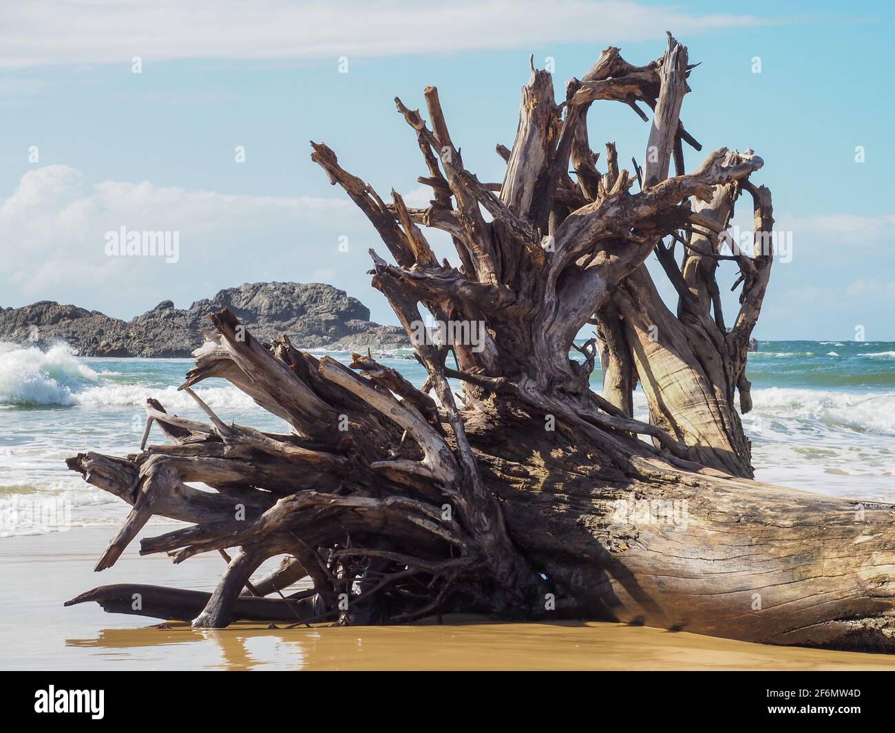 Un arbre déraciné s'est échoué sur la plage Banque D'Images