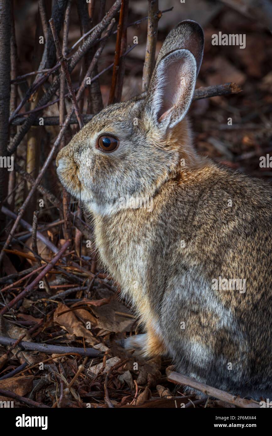 Le lapin Cottontail de Mountain ou Nuttall (Sylvilagus nuttallii) se réchauffe sous le soleil du matin froid, Castle Rock Colorado USA. Photo prise en janvier. Banque D'Images Le lapin Cottontail de Mountain ou Nuttall (Sylvilagus nuttallii) se réchauffe sous le soleil du matin froid, Castle Rock Colorado USA. Photo prise en janvier. Banque D'Images