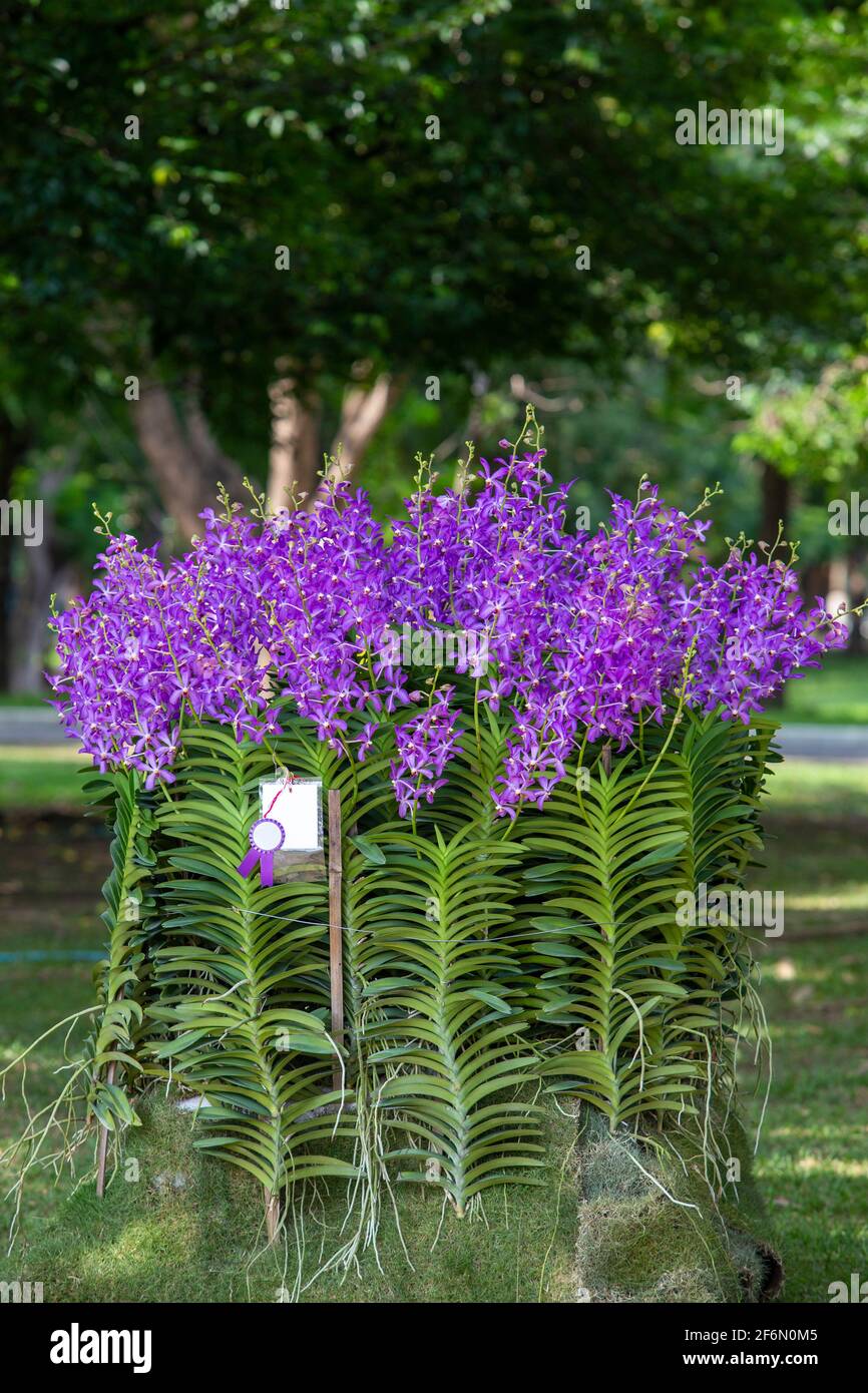 Fleurs d'orchidées dans le jardin d'orchidées en hiver ou au printemps. Fleur d'orchidée pour la beauté et le design agricole. Belle fleur d'orchidée dans le jardin. Banque D'Images