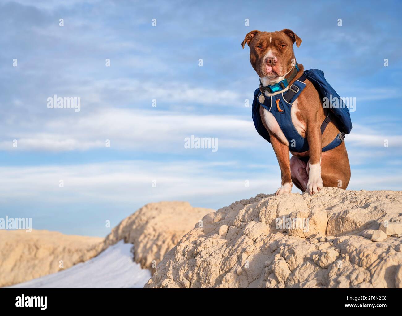 Le chien Pitbull à nez rouge porte un sac à dos lors de la randonnée dans le parc national de Pawnee, au début du printemps dans le nord du Colorado. Banque D'Images