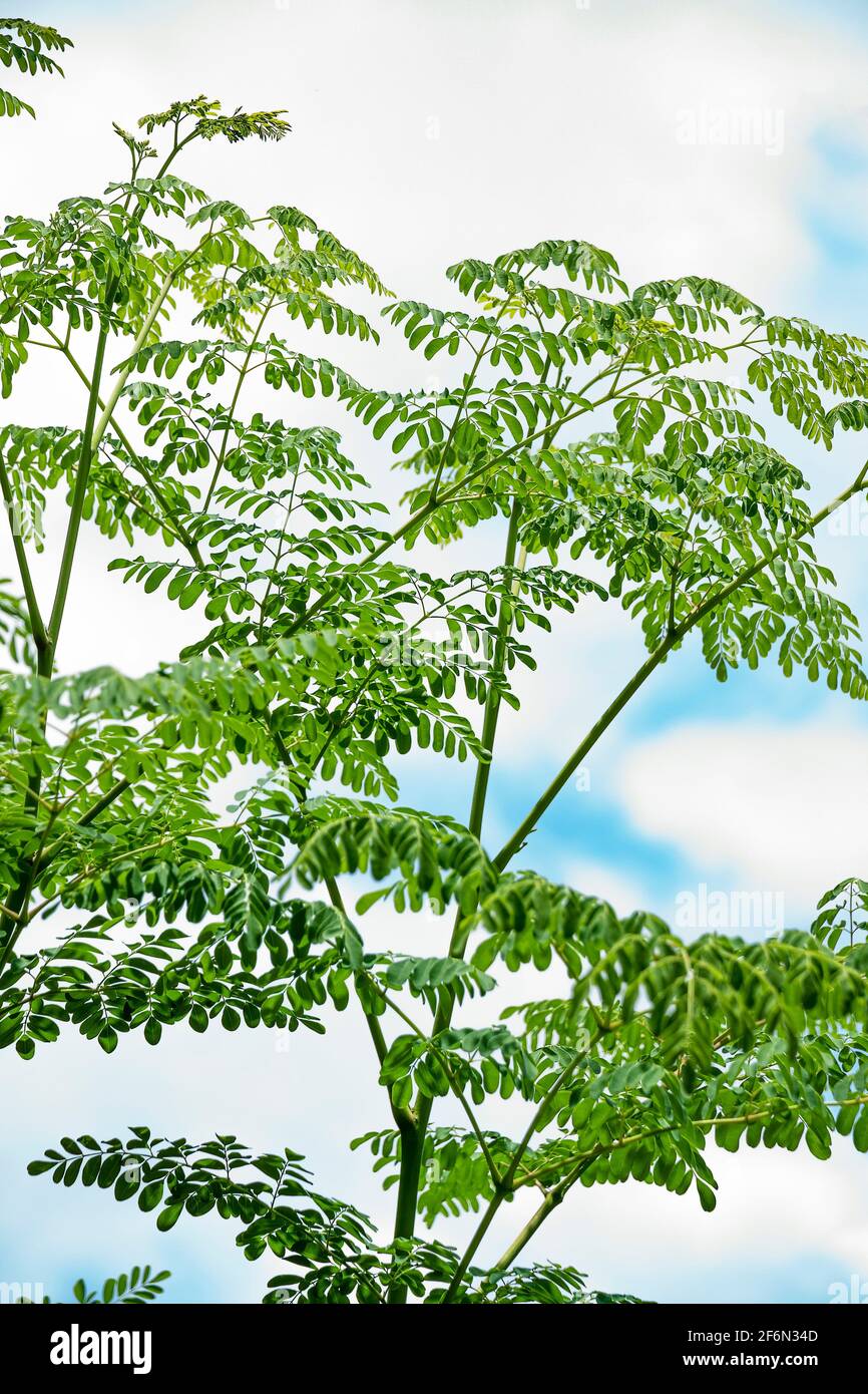 plantes de moringa oléifera Banque D'Images plantes de moringa oléifera Banque D'Images