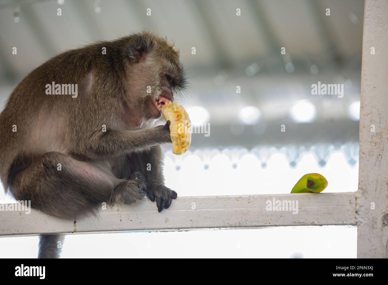 Animal sauvage, singe près du lac sacré de Grand bassin à Maurice Banque D'Images