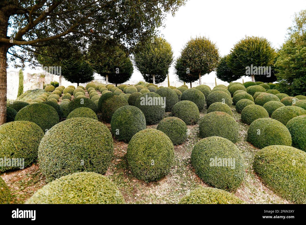 Jardin paysagé avec boules de buis près de en France. Sphères vertes. Photo de haute qualité Banque D'Images