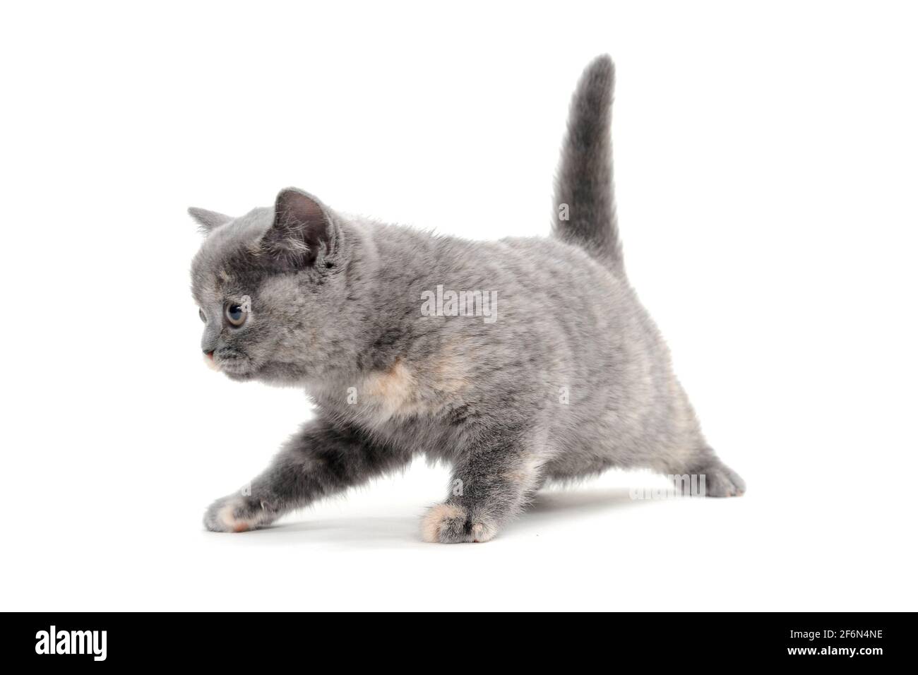 un chaton doux et mignon court sur un fond blanc Banque D'Images
