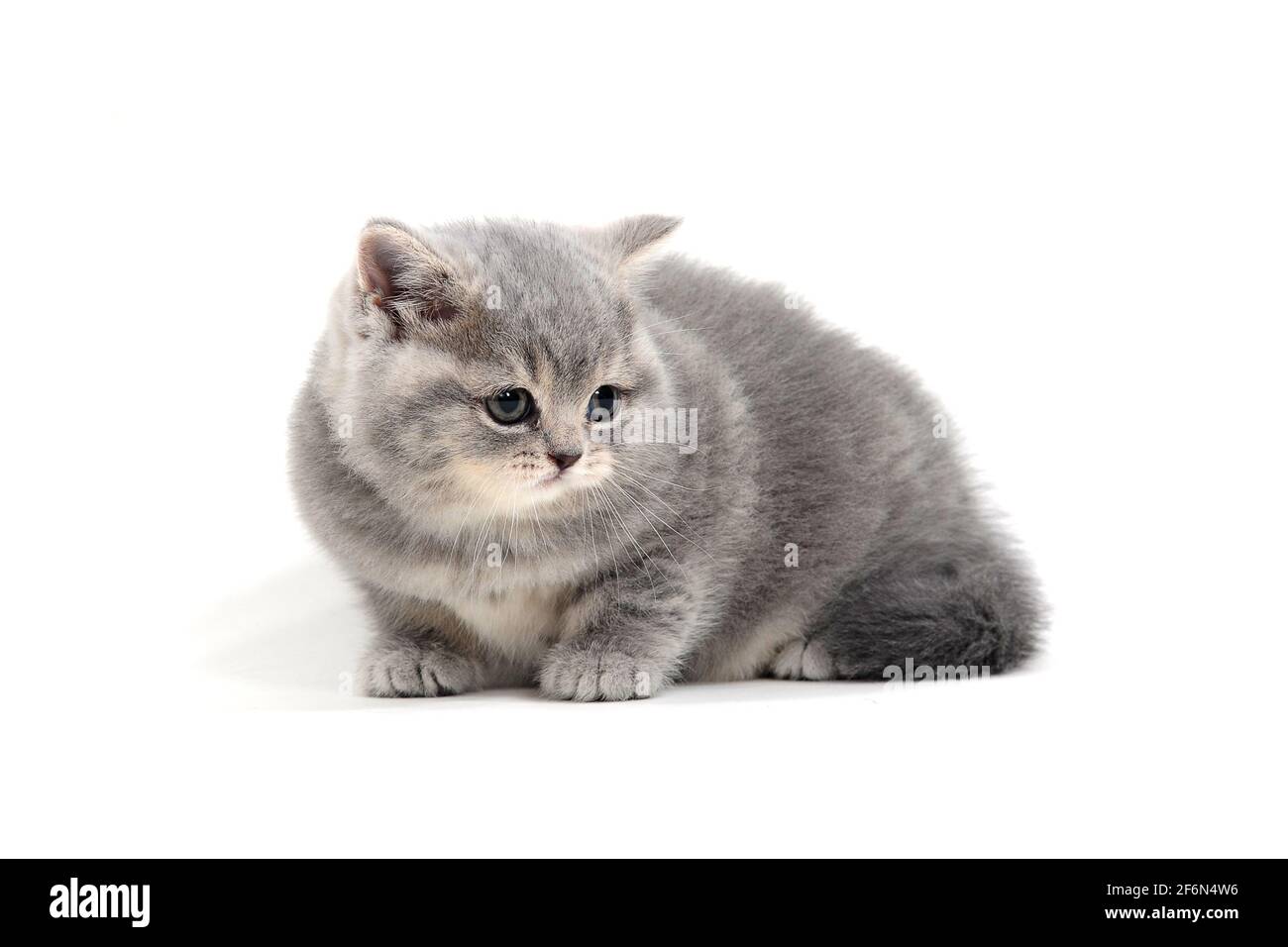 un chaton doux et de race pure repose sur un fond blanc Banque D'Images