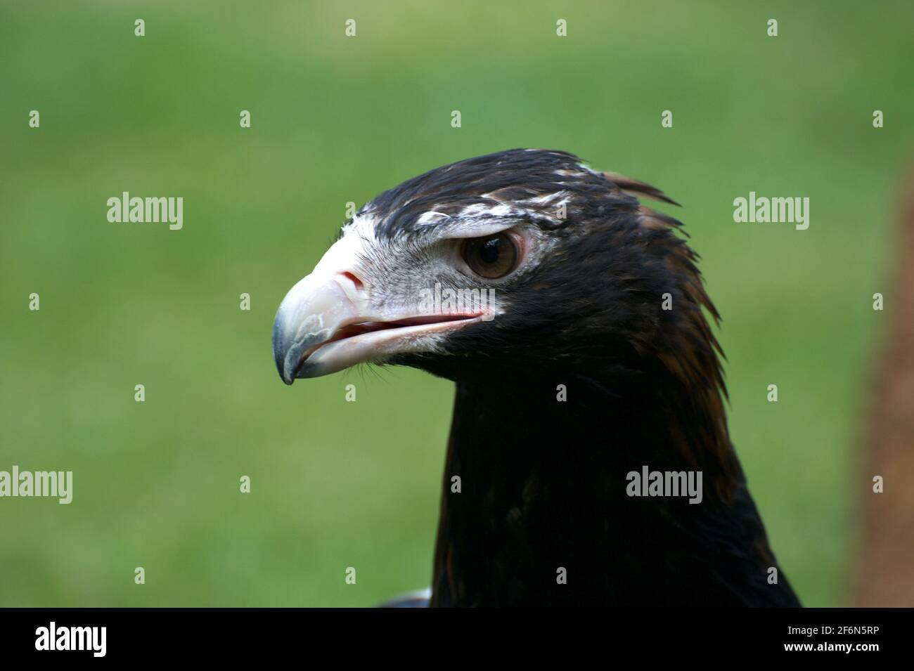 Un Aquila Audax (Wedge Tail Eagle) a son œil sur moi! C'était sur le terrain au sanctuaire de Healesville en mangeant un morceau de viande qu'un gardien avait jeté. Banque D'Images