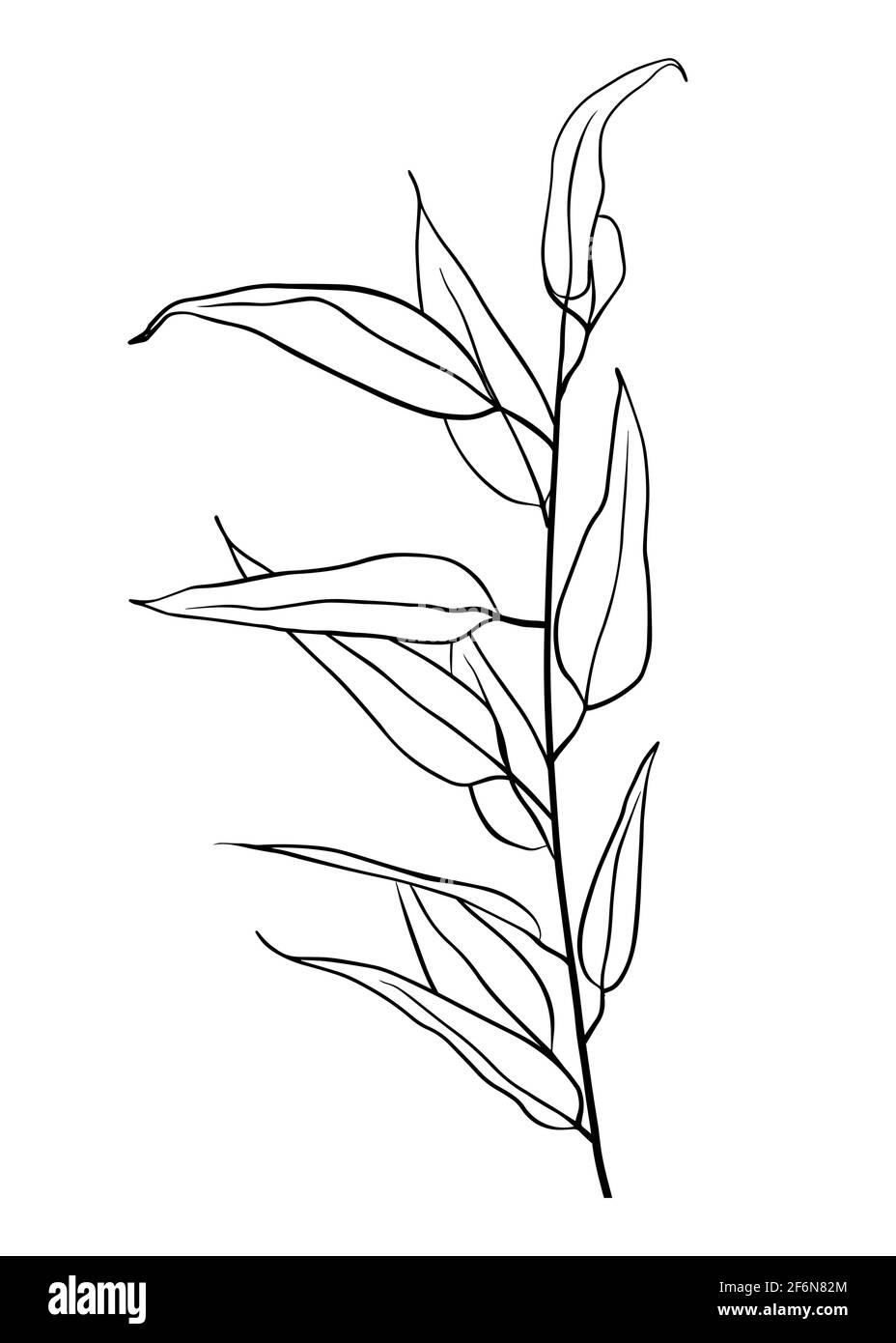 Branche d'eucalyptus isolée sur fond blanc. Tracé de contour à la main. Style Doodle Illustration de Vecteur Branche d'eucalyptus isolée sur fond blanc. Tracé de contour à la main. Style Doodle Illustration de Vecteur