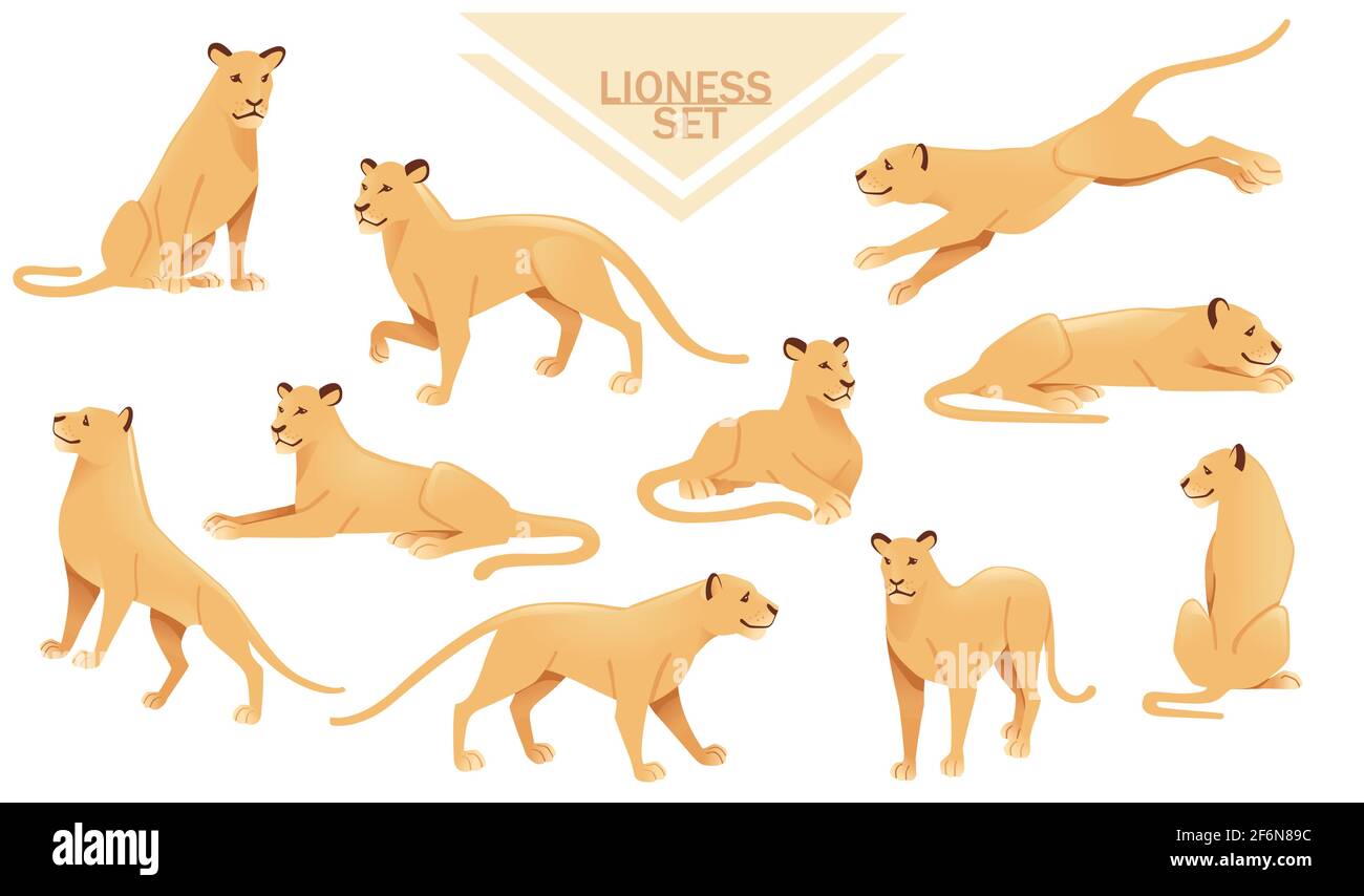 Ensemble de lioness femelle lion animal dessin animé de savane africaine prédateur illustration de vecteur sur fond blanc. Illustration de Vecteur