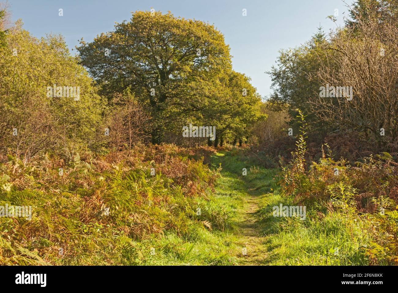 Sentier à travers la forêt de Penllergaer, Penllergaer, Swansea, pays de Galles du Sud, Royaume-Uni Banque D'Images