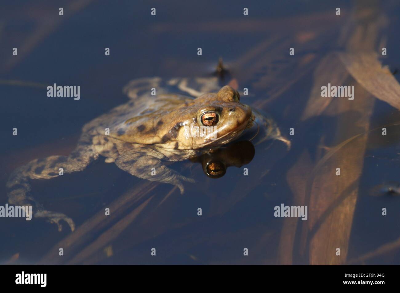 Une petite crapaud, Bufo bufo, juste en dehors de l'hibernation au printemps dans un étang pendant la saison de reproduction. Banque D'Images
