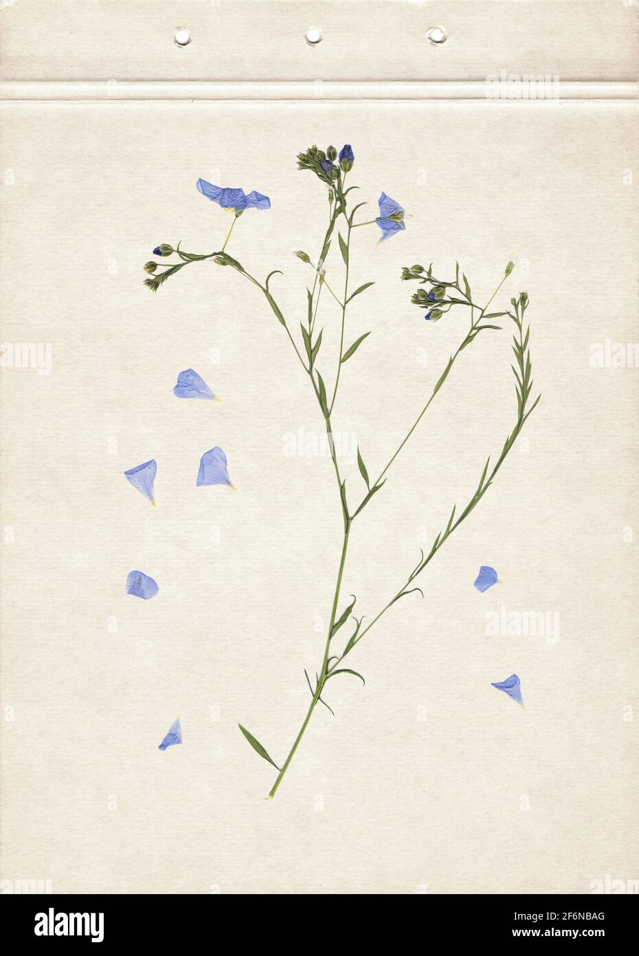 Herbes séchées et pressées. Image numérisée. Arrière-plan herbier vintage sur papier ancien. Composition verticale de l'herbe avec des fleurs bleues sur un carton. Banque D'Images