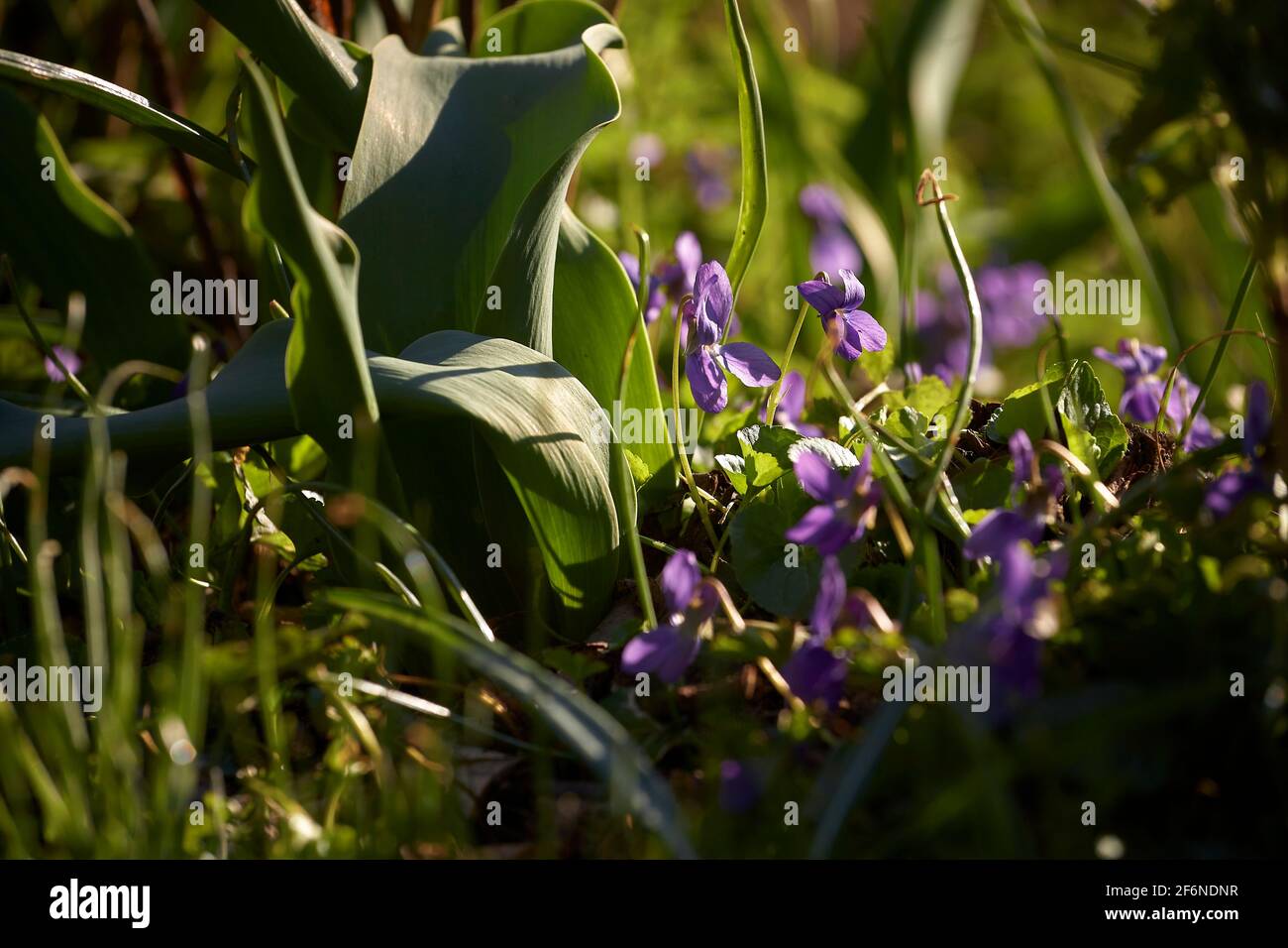 Violettes sauvages de Purlpe en une journée ensoleillée de printemps Banque D'Images