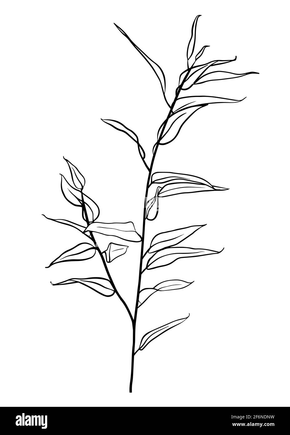 Branche d'eucalyptus isolée sur fond blanc. Tracé de contour à la main. Style Doodle Illustration de Vecteur Branche d'eucalyptus isolée sur fond blanc. Tracé de contour à la main. Style Doodle Illustration de Vecteur
