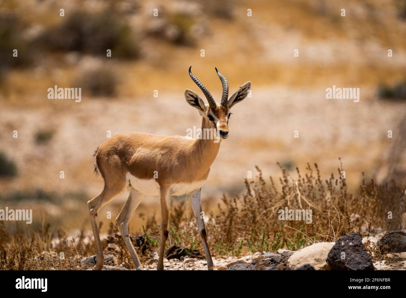 La gazelle dorcas (Gazella dorcas), également connu sous le nom de gazelle, Ariel est une petite commune et gazelle. La gazelle dorcas tient environ 55 à 65 cm à la s Banque D'Images