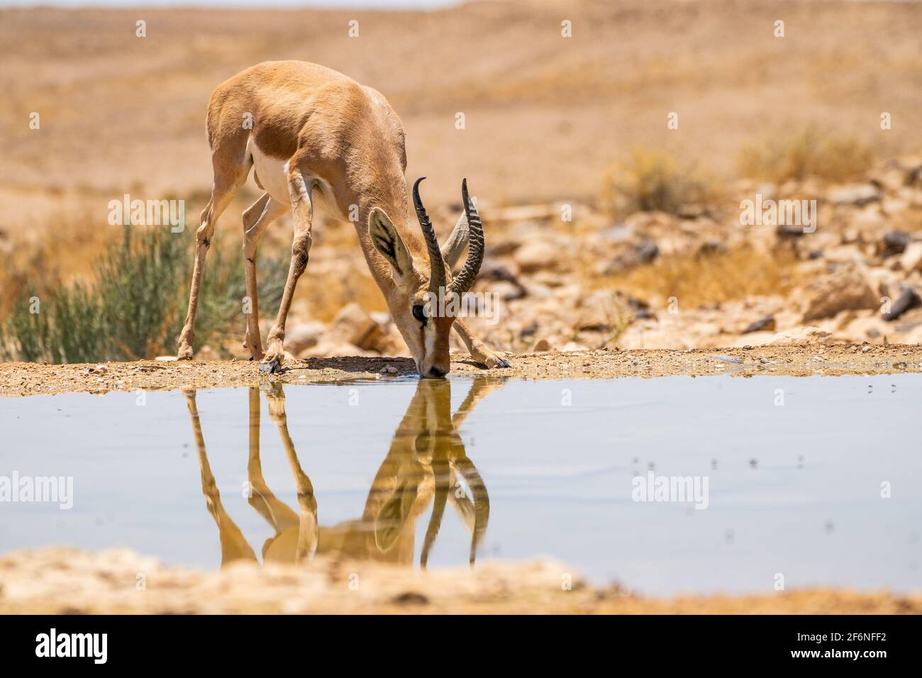 La gazelle dorcas (Gazella dorcas), également connu sous le nom de gazelle, Ariel est une petite commune et gazelle. La gazelle dorcas tient environ 55 à 65 cm à la s Banque D'Images
