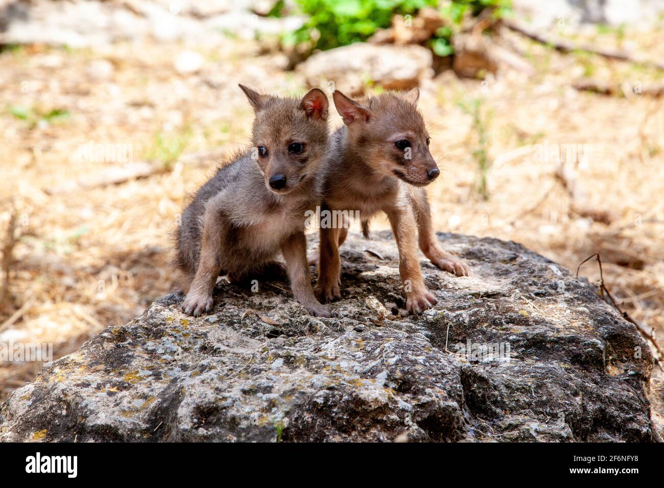Cubs curieux d'un Jackal d'or (Canis aureus), également appelé le jeu asiatique, oriental ou commun Jackal près de leur den. Photographié en Israël en juin Banque D'Images