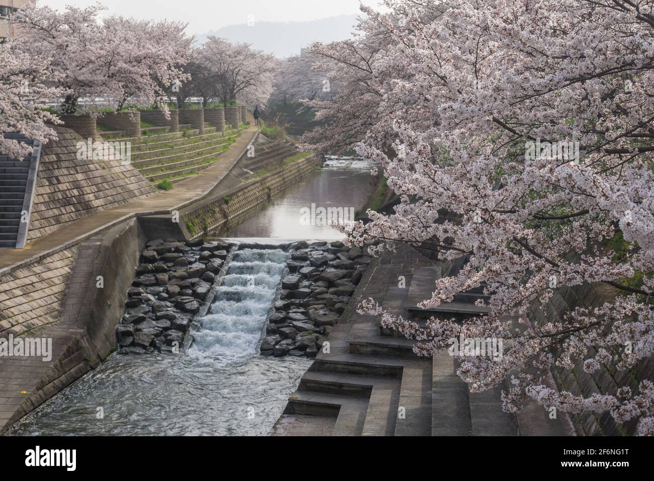 Floraison de cerisiers le long de la rivière Saho, côté en béton urbain, le matin du printemps d'avril à Nara, au Japon Banque D'Images