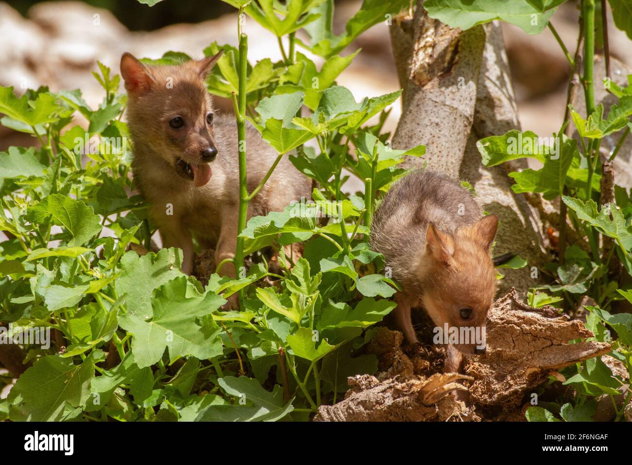 Cubs curieux d'un Jackal d'or (Canis aureus), également appelé le jeu asiatique, oriental ou commun Jackal près de leur den. Photographié en Israël en juin Banque D'Images