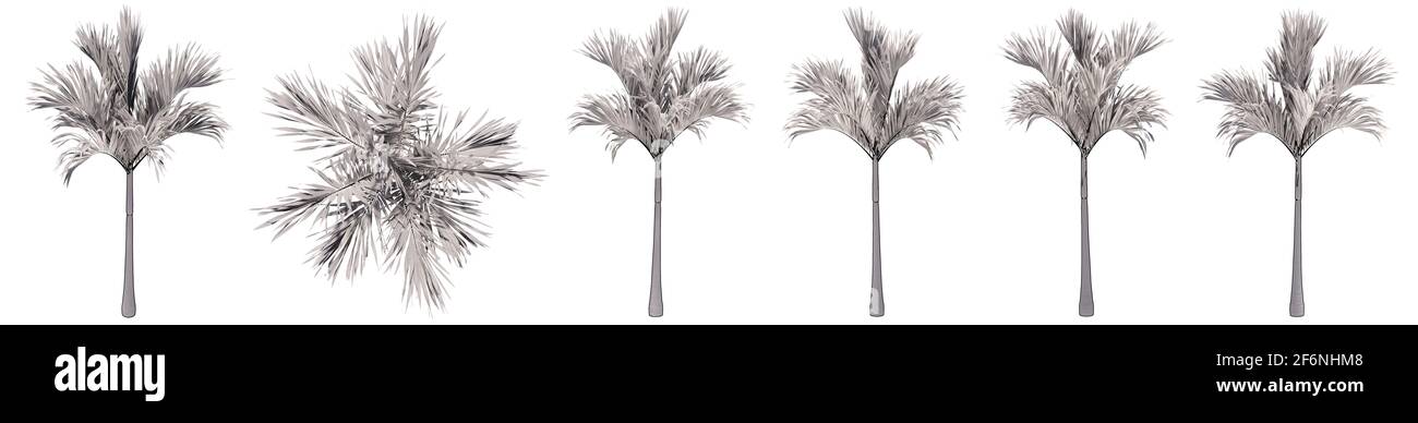 Ensemble ou collection de dessins de palmiers isolés sur fond blanc . Concept ou illustration 3d conceptuelle pour la nature, l'écologie et la conservation, Banque D'Images
