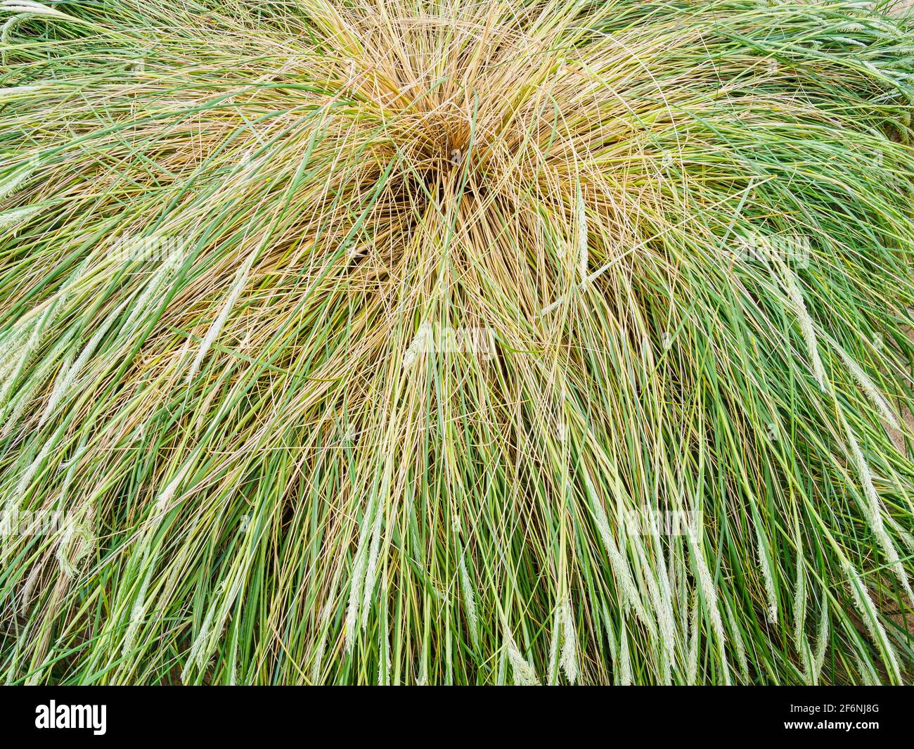 Paille d'herbe sur la plage Banque D'Images