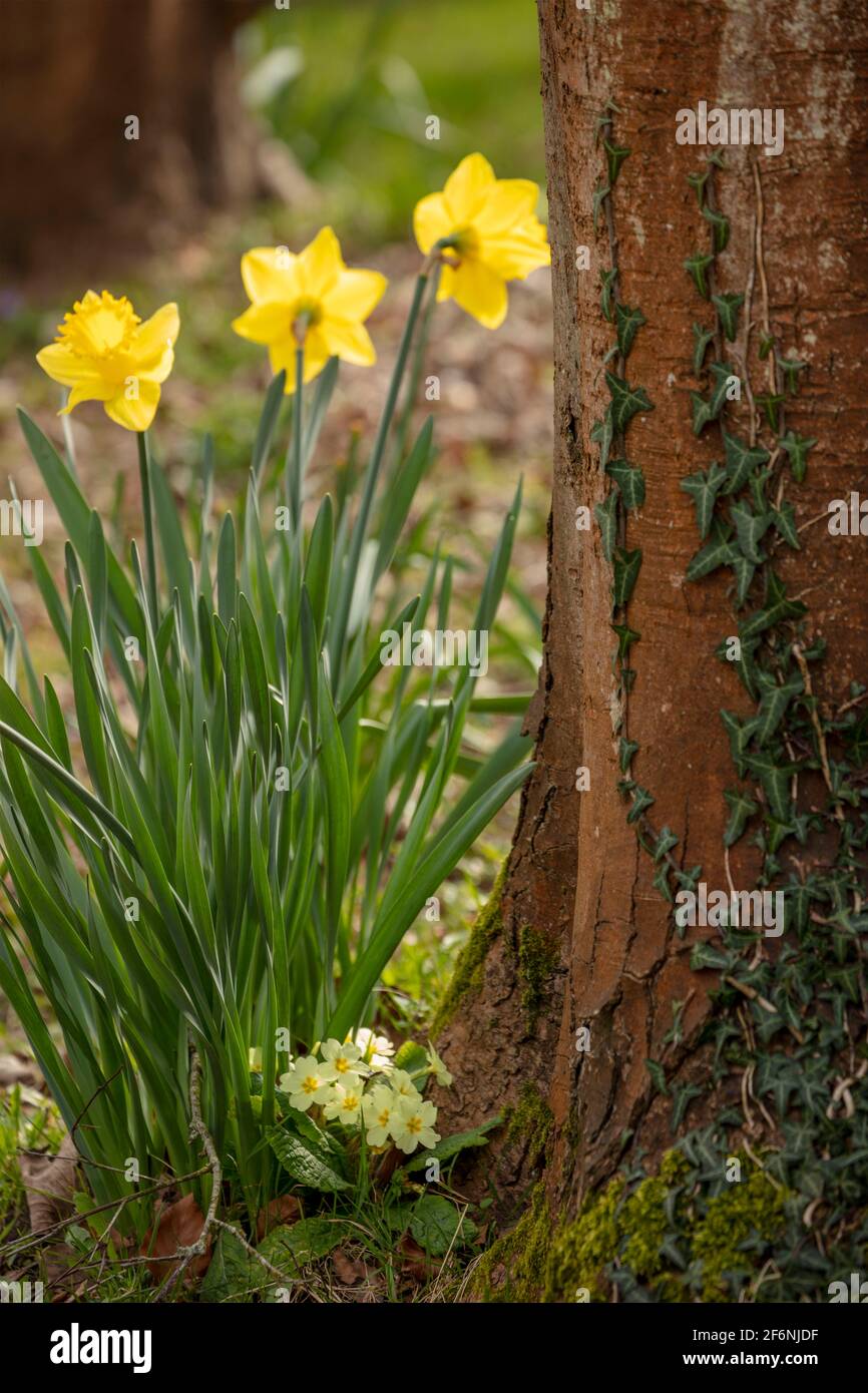 Jonquilles à fleurs de printemps jaunes en fleurs dans le paysage Photo  Stock - Alamy