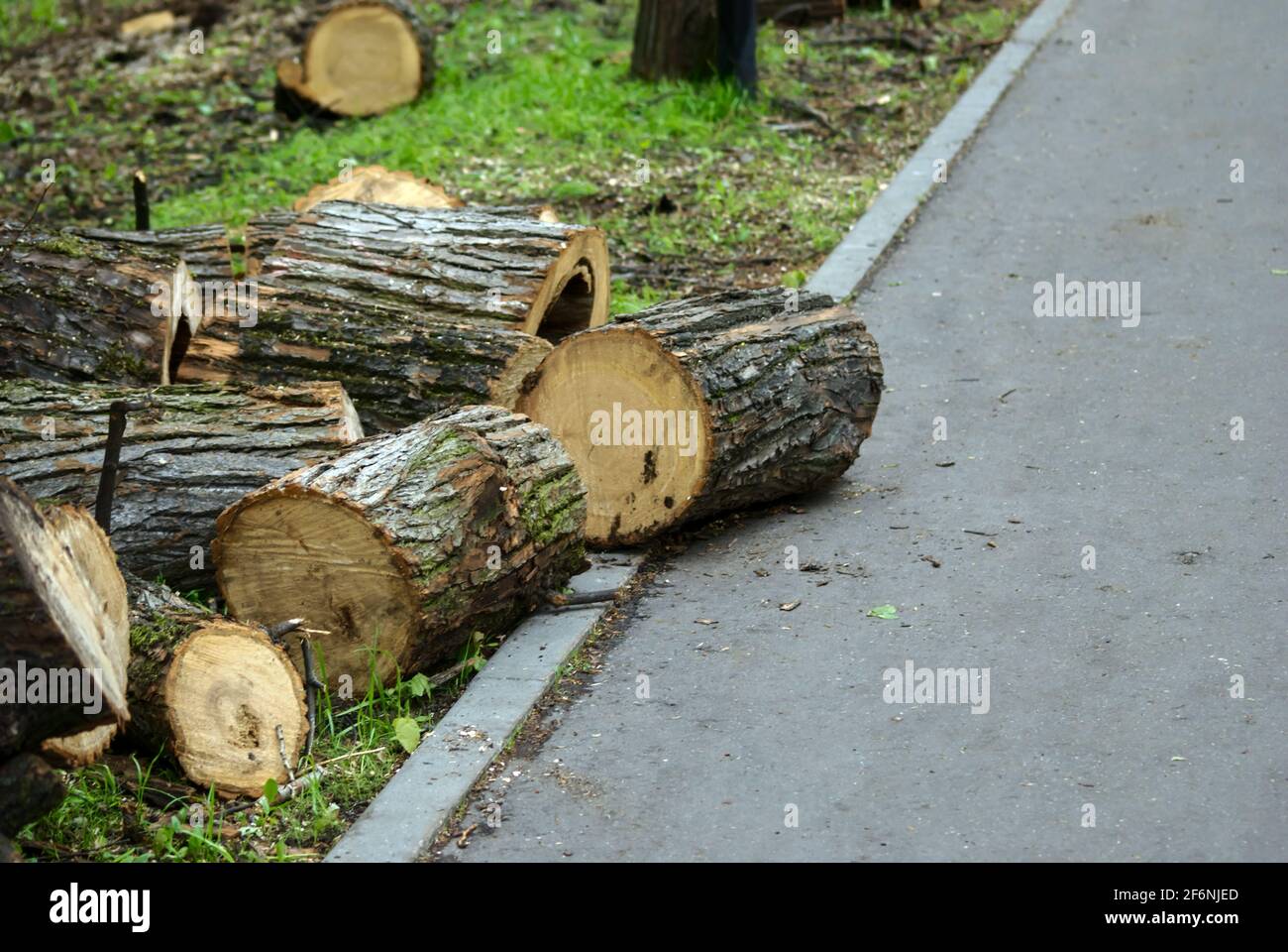 Scié de vieux arbres dans le parc au printemps, Moscou Banque D'Images