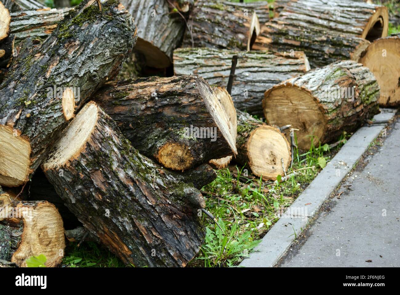 Scié de vieux arbres dans le parc au printemps, Moscou Banque D'Images