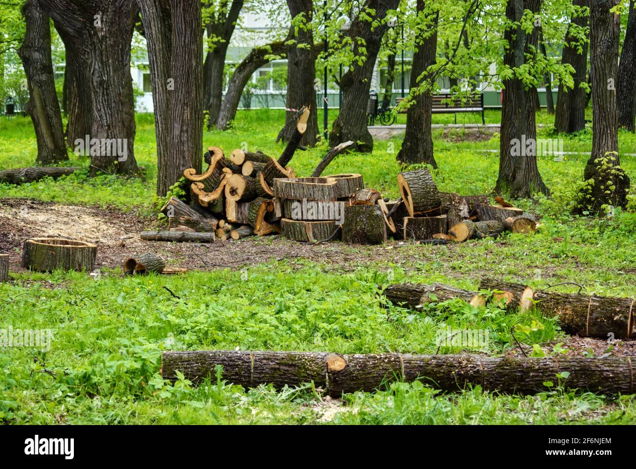 Scié de vieux arbres dans le parc au printemps, Moscou Banque D'Images