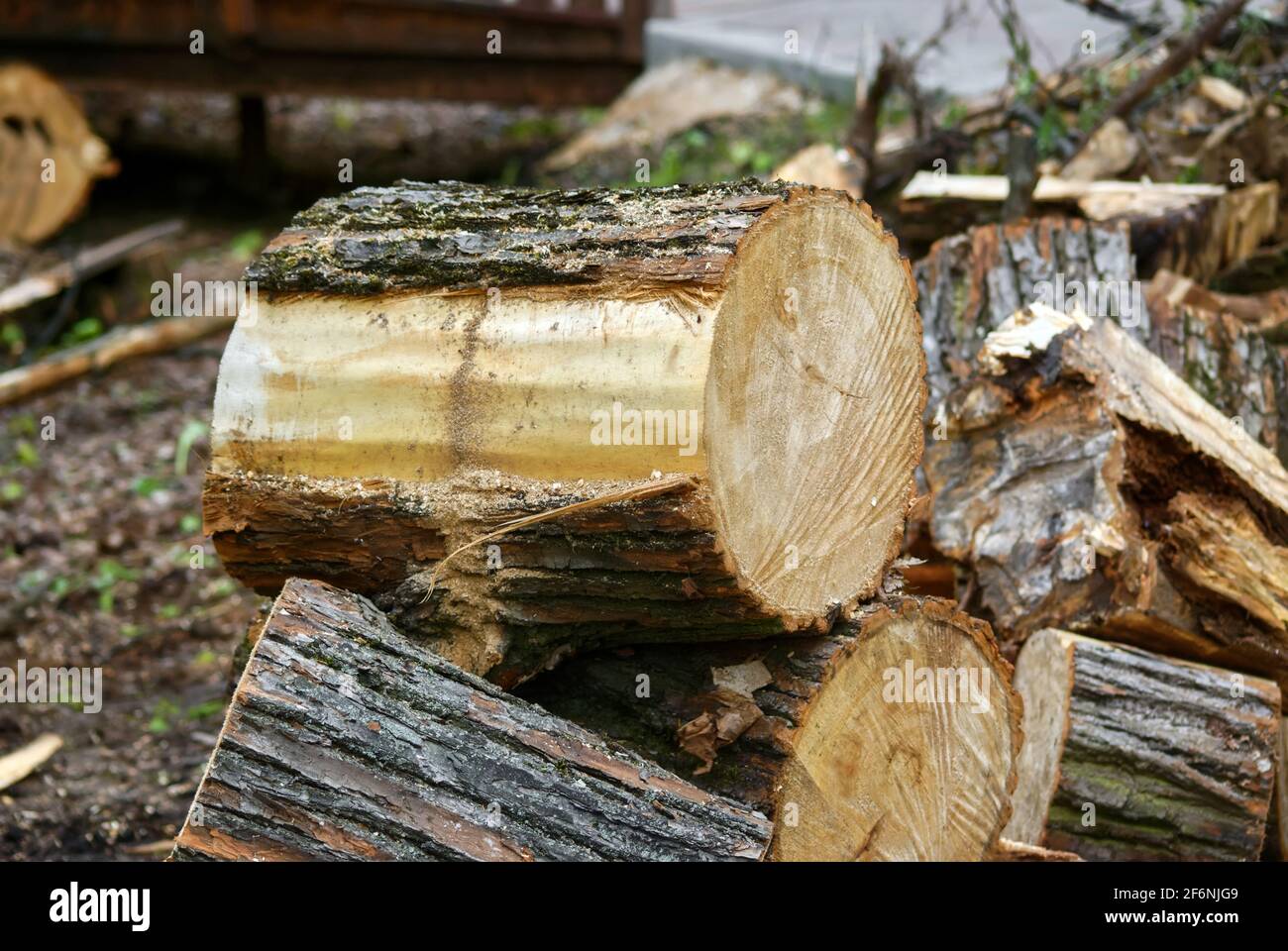 Scié de vieux arbres dans le parc au printemps, Moscou Banque D'Images