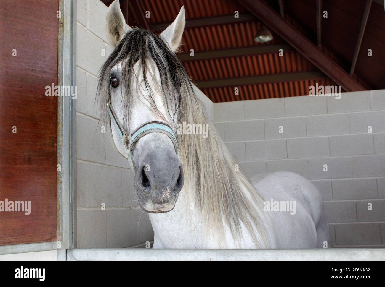 Beau cheval blanc sur la stalle. L'espagnol a été rerouge Banque D'Images