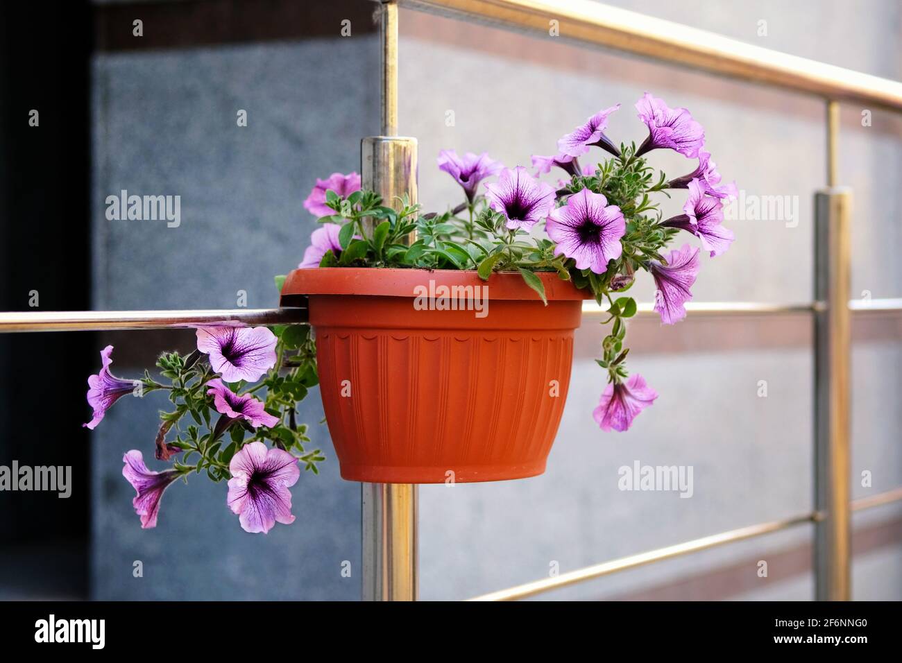 Fleurs violettes urbaines en pots sur fond de rue flou. Concept de décoration de ville. Banque D'Images