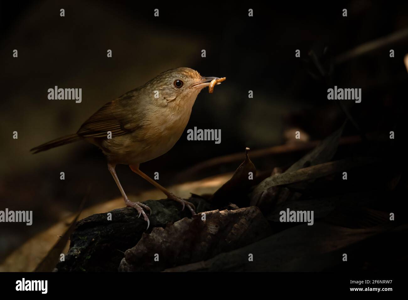 Babbler droit perçant sur une perchaude avec un ver à viande le bec Banque D'Images