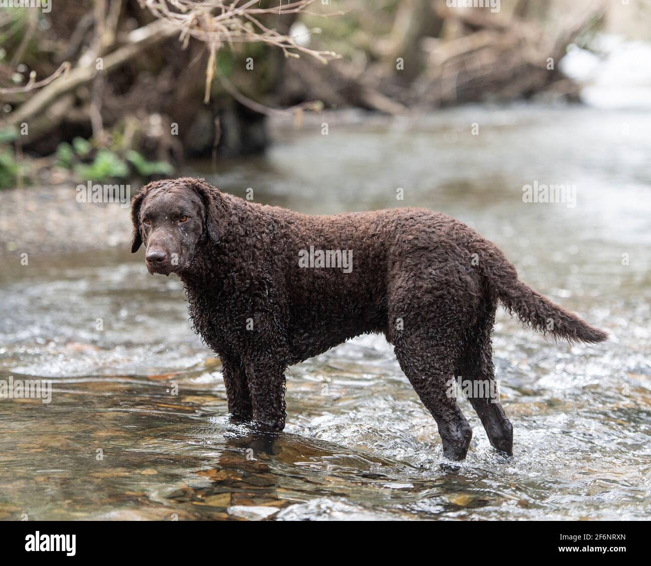 Chien retriever avec revêtement bouclés Banque D'Images