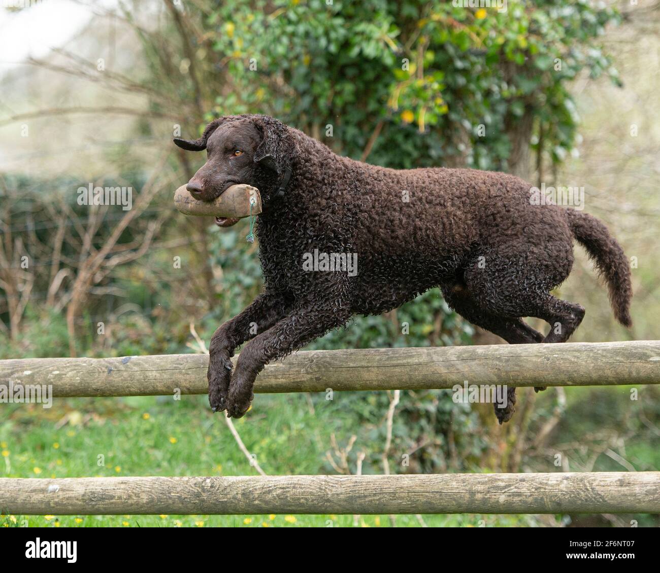 Chien retriever avec revêtement bouclés Banque D'Images