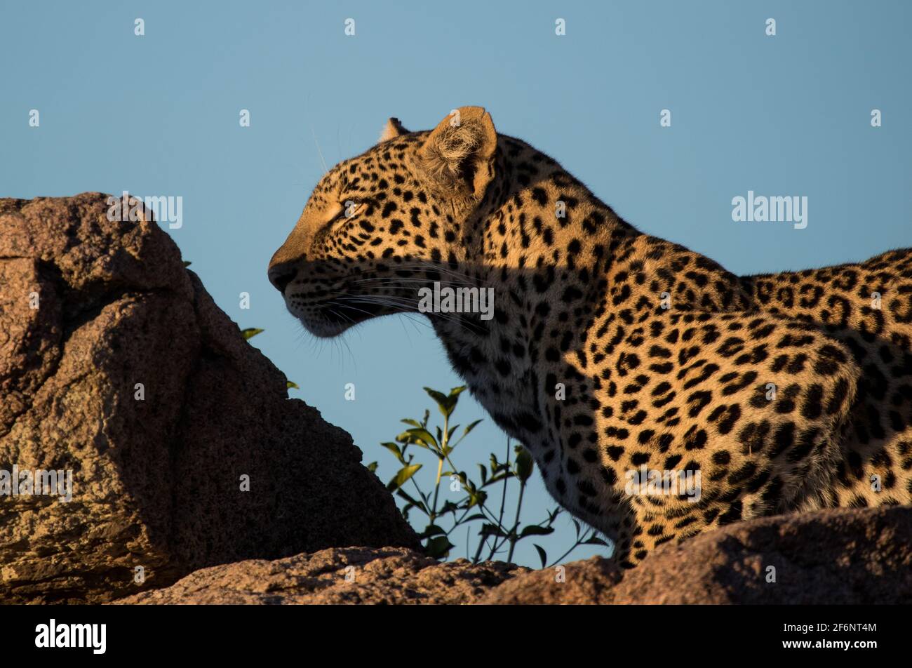 Léopard femelle dans les plaines Namiri de Serengeti, Tanzanie. Banque D'Images