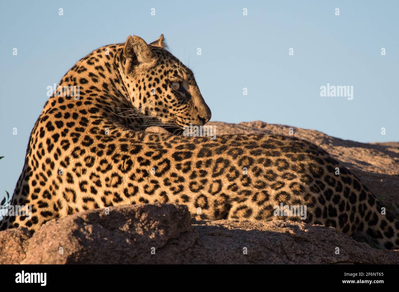 Léopard femelle dans les plaines Namiri de Serengeti, Tanzanie. Banque D'Images