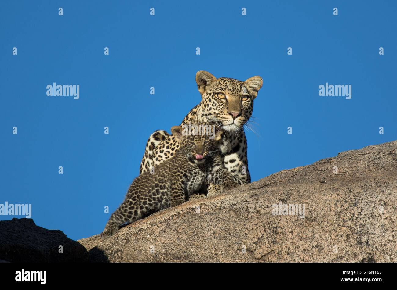 Mère léopard et cub dans les plaines Namiri de Serengeti, Tanzanie. Banque D'Images