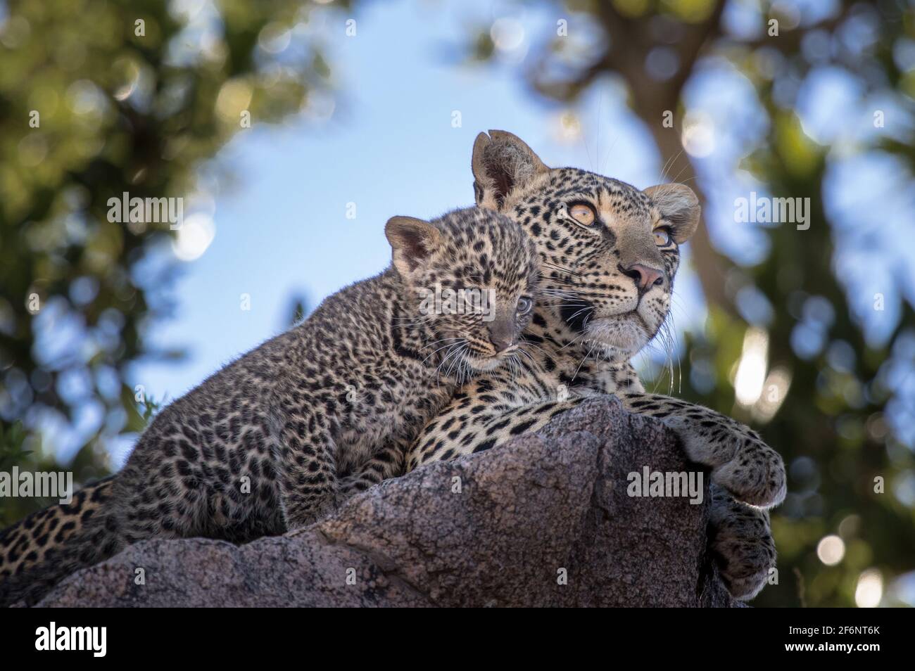 Mère léopard et cub dans les plaines Namiri de Serengeti, Tanzanie. Banque D'Images