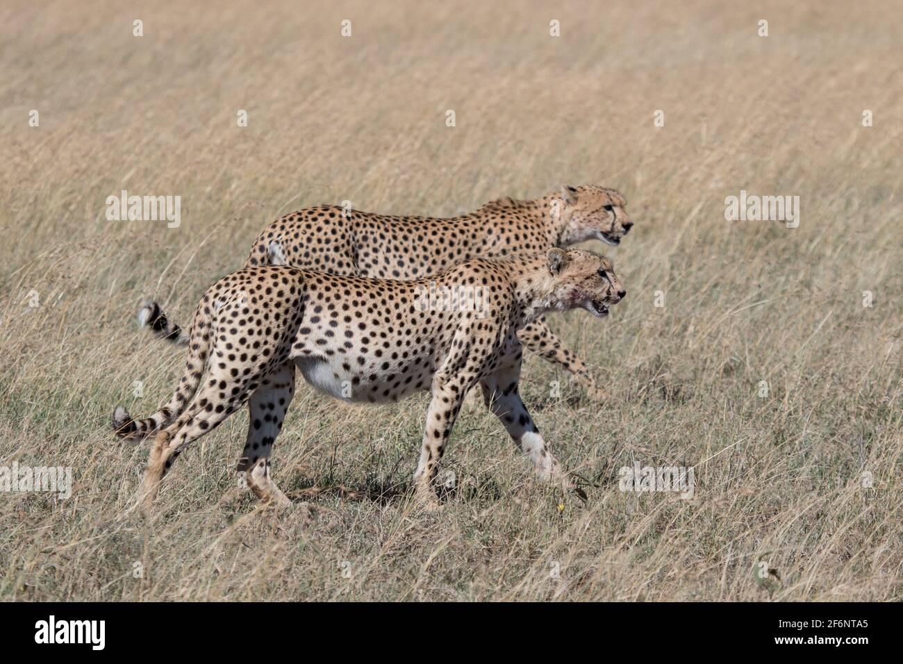 Cheetahs dans le Serengeti, Tanzanie. Banque D'Images