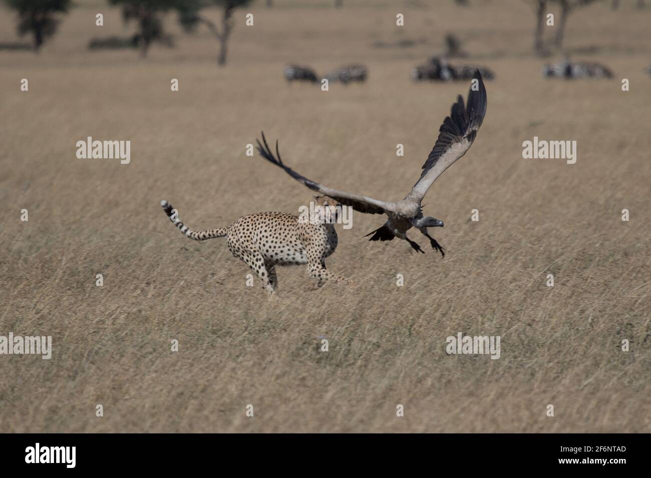 Cheetah luttant contre les vautours qui arrivent pour manger ce qui reste de leur mort dans le Serengeti, Tanzanie. Banque D'Images