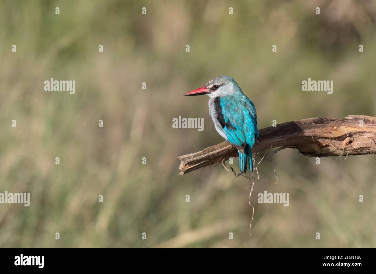 kingfisher des bois dans le Serengeti, Tanzanie. Banque D'Images