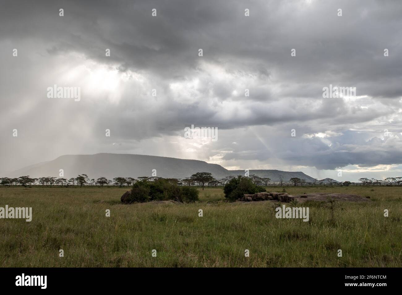 Paysage typique de Serengeti, Tanzanie. Banque D'Images