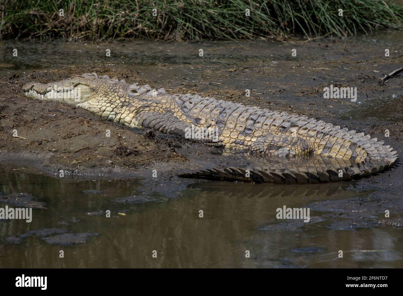 Le crocodile du Nil se basant au soleil dans le Serengeti, Tanzanie. Banque D'Images