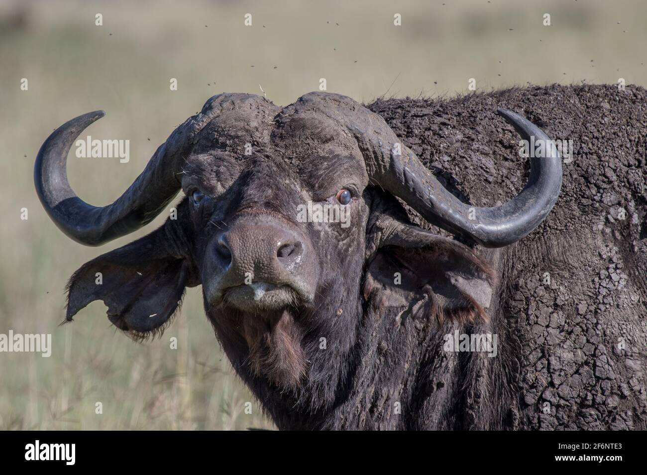 Cap Buffalo dans le Serengeti, Tanzanie. Banque D'Images